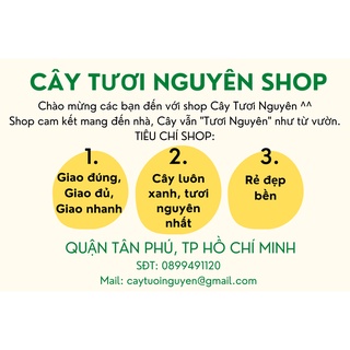 CÂY TRẦU BÀ ĐẾ VƯƠNG Vàng, (cao 35cm),