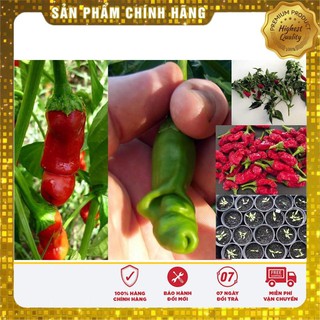5 Hạt giống Ớt Cu tí (tặng gói Kích nẩy mầm và Hướng dẫn) VIETSEED