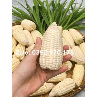 100 HẠT BẮP NẾP NÙ SỮA DẺO THƠM