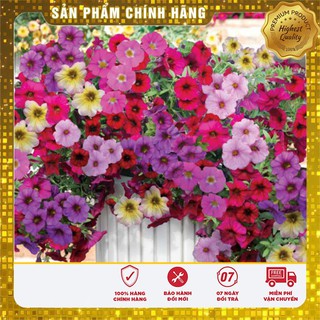 Hạt Giống Hoa Dạ Yến Thảo Mix (100 hạt)