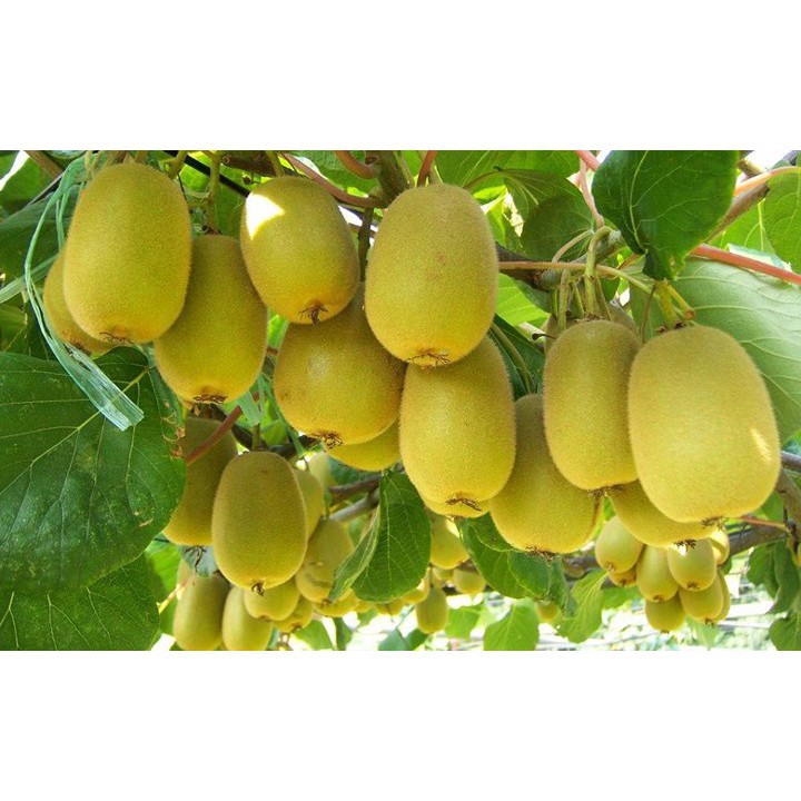 Hạt Giống Qủa Kiwi (60 Hạt) - Giàu Vitamin,Bổ Dưỡng,Tốt cho da - MUA 3 TẶNG 1 CÙNG LOẠI