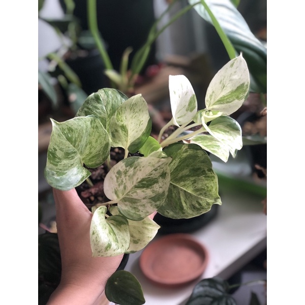 Cây Trầu Bà Manjula pothos