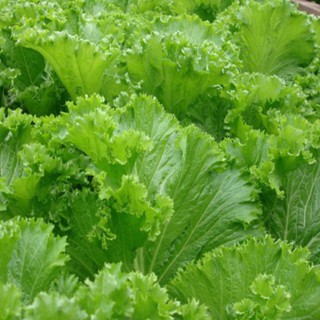 20g Hạt giống Cải Bẹ Vàng (Cải Mào Gà)