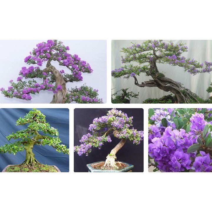 Linh sam tím bonsai