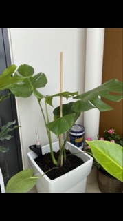 Cây trầu bà Nam Mỹ