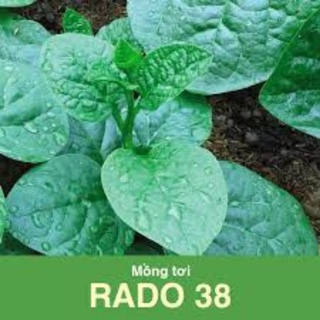 HẠT GIỐNG MỒNG TƠI RADO 38