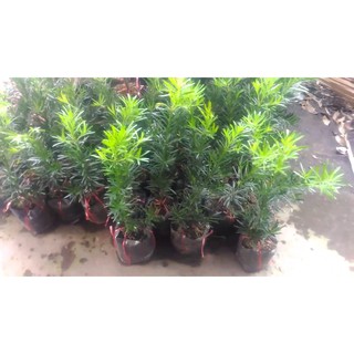 cây tùng lá hán giống cao 30  cm