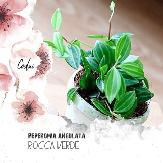 Cây Peperomia angulata Rocca Verde - Cây Bình An 'Rocca Verde'