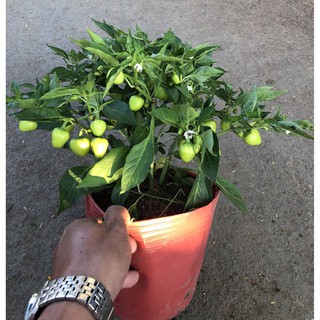 Chậu cây ớt trái tròn rũ