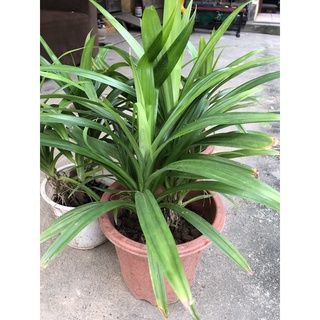 Cây lá nếp size trung cao 20cm