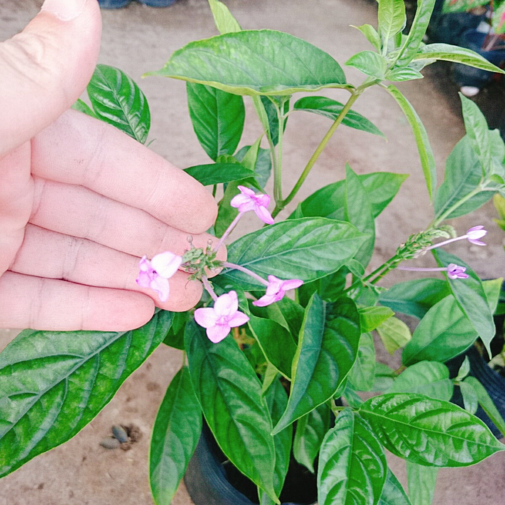 Cây Trà Hoa Nữ - cây cảnh sân vườn