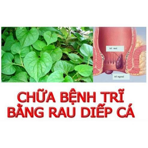 BỘT DIẾP CÁ NGUYÊN CHẤT QUẢNG THANH (100g)