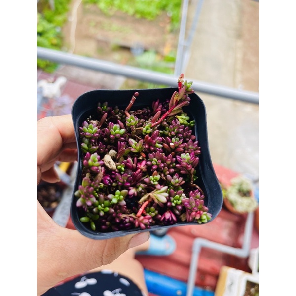 Sen đá sedum nếp cẩm