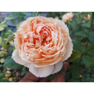 Hoa hồng Abraham Darby(hoa hồng ngoại , hoa hồng leo)