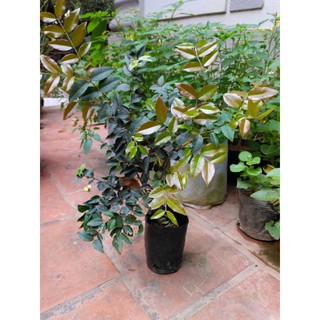 Nho thân gỗ tứ quí. Cây ra quả 4 mùa. Cây bán cao 60cm