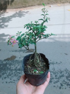 Cây Hồng Ngọc Mai