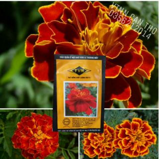 HẠT GIỐNG VẠN THỌ PHÁP LÙN (BAN MAI) - FR.MARIGOLD