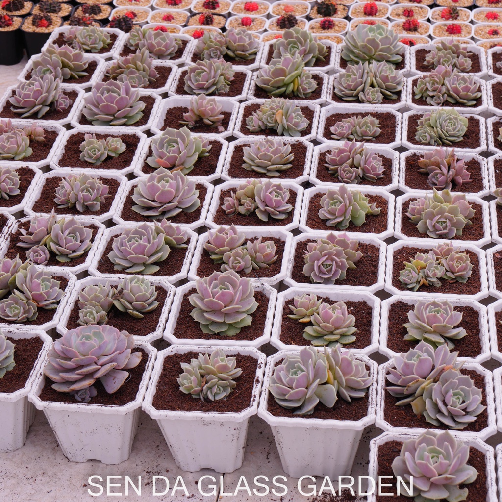 Chậu Nhựa Vuông Trắng GLASS GARDEN 10x12cm trồng sen đá, xương rồng - thoát nước tốt - Lỗi 1 đổi 1