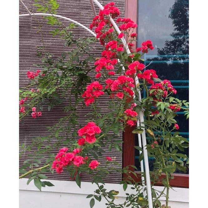 Hoa hồng Red Fairy leo chum sai hoa siêu đẹp -Hoa Ngoại Mê Linh