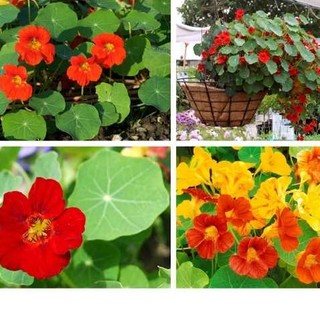 Hạt giống Sen cạn mix màu
