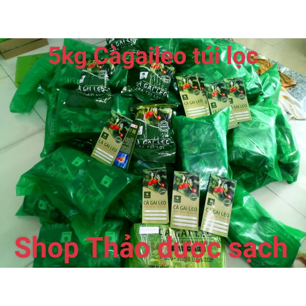 1kg trà cà gai leo túi lọc Sadu bảo vệ gan