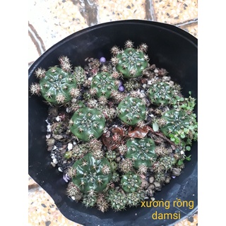 Combo 10 cây xương rồng Damsi