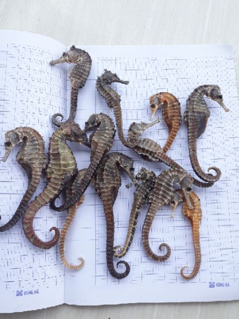 1 cặp cá ngựa khô size 11-12cm | BigBuy360 - bigbuy360.vn