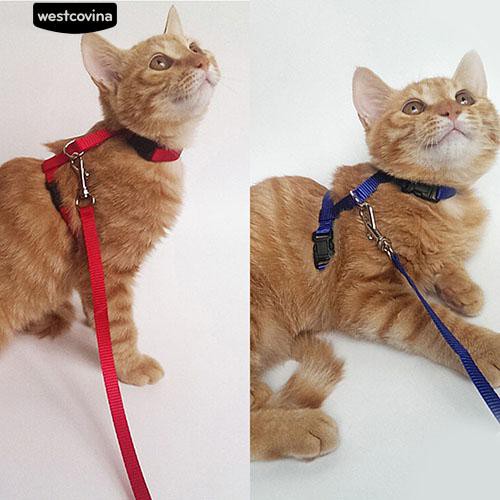 Dây xích cổ bằng nilon màu sắc đáng yêu cho mèo