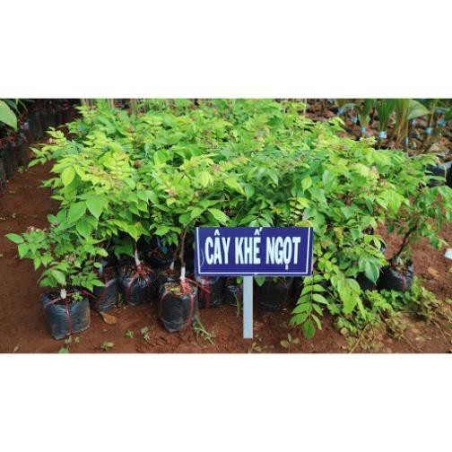 Sản phẩm KHẾ NGỌT siêu quả, NGỌT THƠM - hàng cây giống F1 + Tặng  phân hữu cơ cao cấp