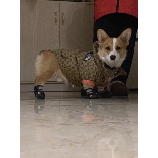 ÁO KHOÁC THE DOG FACE x GUCCl dành cho chó mèo