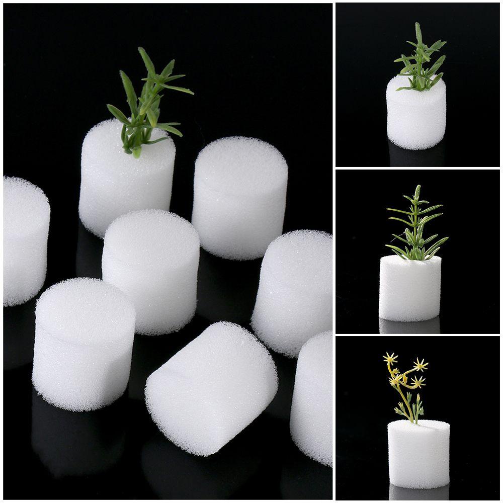 10 / 50 Khay Hạt Giống Bể Cá