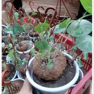 Củ bình vôi tròn đẹp