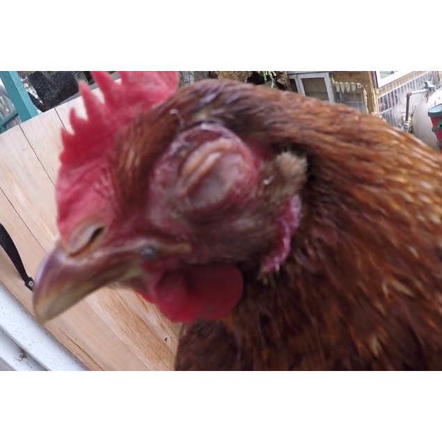 Tiltamycin 10ml Oliver