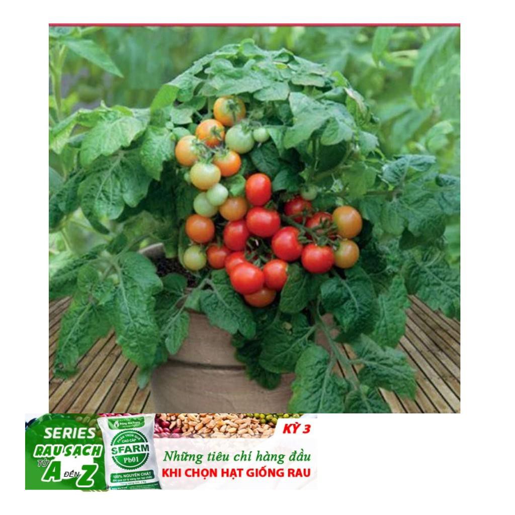 Hg12 40H - HẠT GIỐNG CÀ CHUA BI ĐỎ LÙN ĐẾN MÙA TRỒNG TẾT