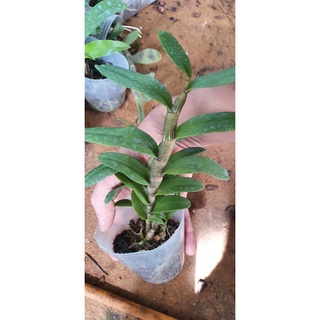 phi điệp mắt đỏ tân lạc hòa bình rất đẹp mắt