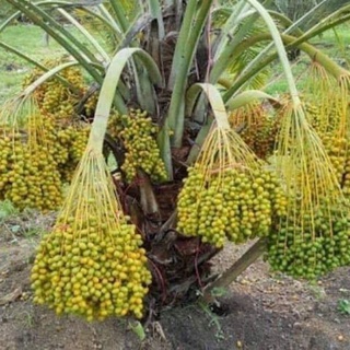 Cây giống chà là lùn siêu quả- cam kết cây như hình .