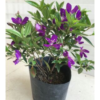 Chậu hoa sim tím ( hoa mua thái)