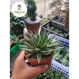 Cây Móng Rồng Pháp