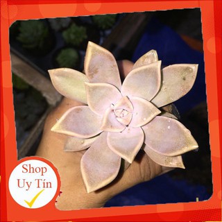 Sen đá đá ma🍏 |FREESHIP| 🔥 XỨ NÓNG, ĐÃ THUẦN KHÍ HẬU, KHOẺ ĐẸP 🍏 LỖI 1 ĐỔI 1