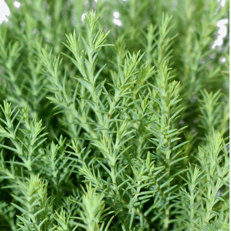 Cây tùng bồng lai - cây phong thủy trồng bonsai | BigBuy360 - bigbuy360.vn