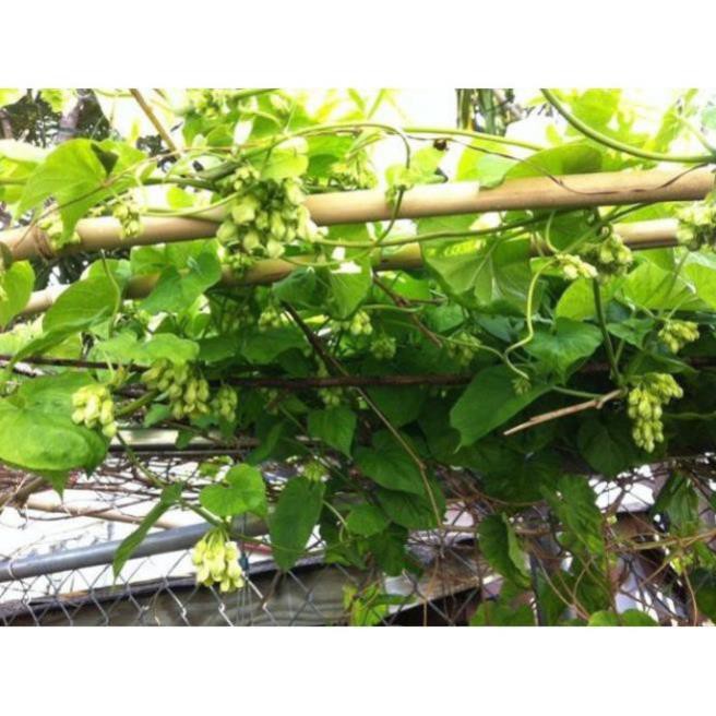 Cây hoa thiên lý- cây giống gửi đi nguyên bầu + Tặng 02 cây nhót ngọt