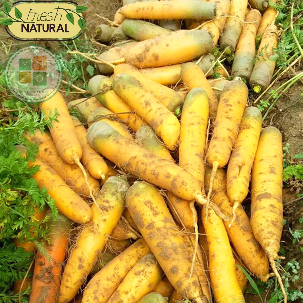 Hạt giống cà rốt vàng Hàn Quốc