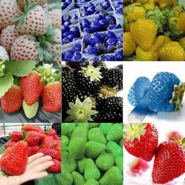 Gói 50 hạt giống dâu tây Mix nhiều màu TÊT SALE ĐỒNG GIÁ SHOP MỚI