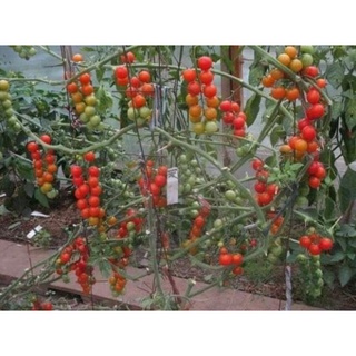 30 hạt giống cà chua chuỗi ngọc