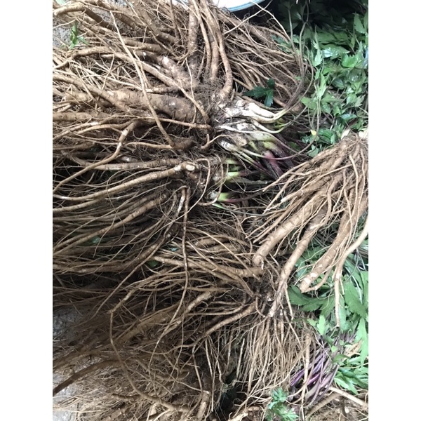 1kg sâm đương quy khô Tây Bắc