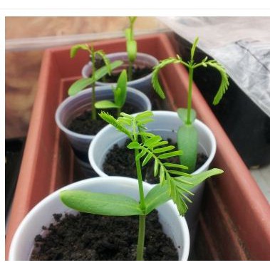 Hạt giống hoa Phượng Tím túi 3 hạt - tặng kèm 3 viên nén ươm hạt