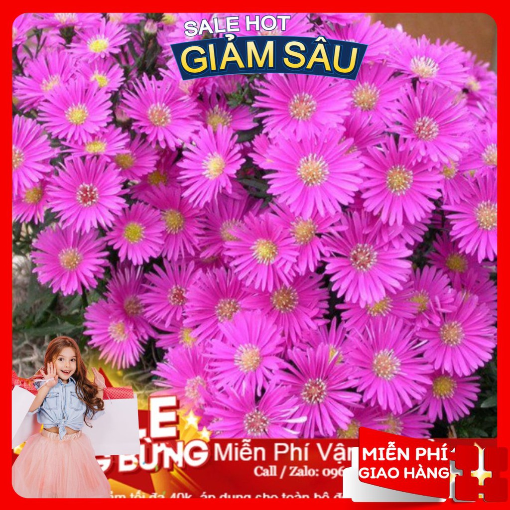 Hạt Giống Hoa Thạch Thảo Mix - 50 Hạt / Gói