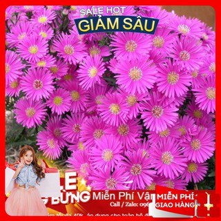 Hạt giống hoa thạch thảo mix - 50 hạt / gói