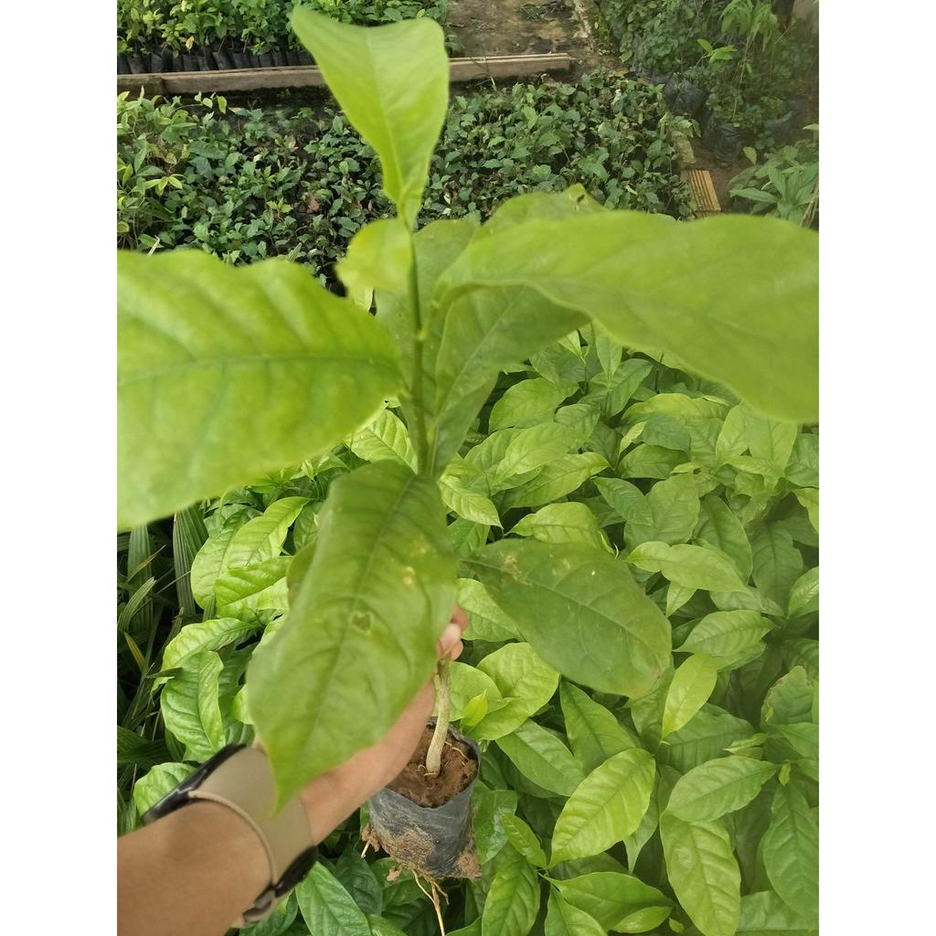 Cây Dổi Nếp Rừng Lấy Gỗ, Lấy Hạt Chuẩn Giống