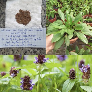 Hạt giống cây Hạ khô thảo giúp thanh lộc độc tố mát gan sáng mắt